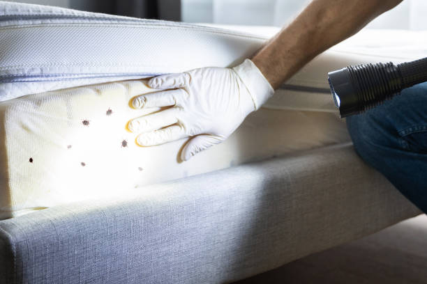 Best Bed Bug Extermination  in Sterling, VA